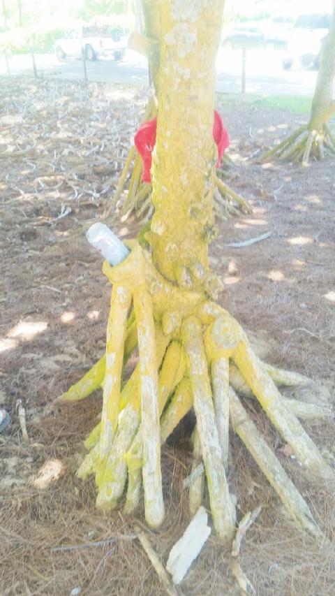 Beer Holder Tree